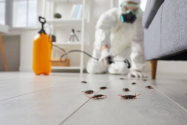 Post-Treatment Bed Bug Interceptor Monitoring in Belle Mead